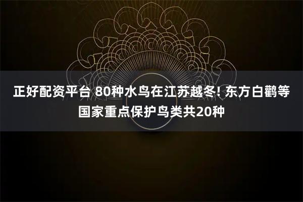 正好配资平台 80种水鸟在江苏越冬! 东方白鹳等国家重点保护鸟类共20种